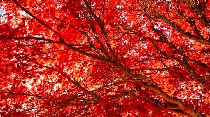 Fall Leaves